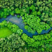 m4b - Fluss und grüner Wald 1920x840px