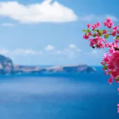 20260408_Header Magnolia_News_01_INT_1.1